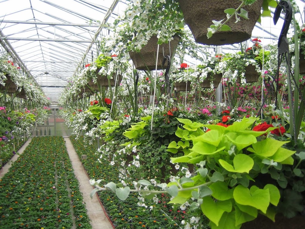 Witzkes Greenhouses Ltd. | 1621 Pebblestone Rd, Courtice, ON L1E 2H1, Canada | Phone: (905) 436-9204