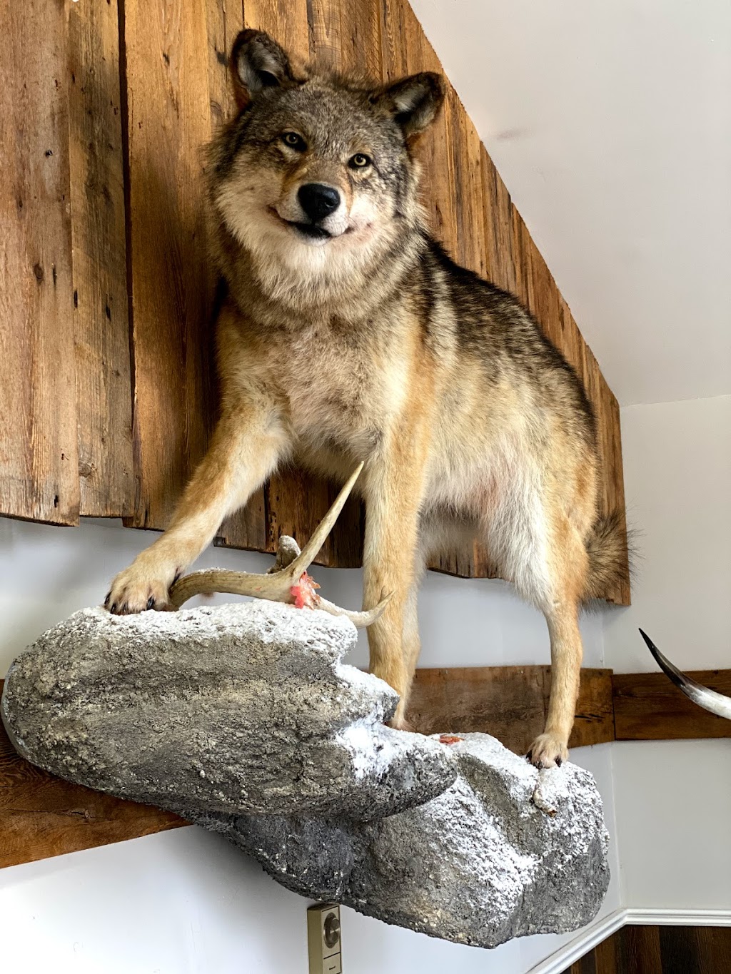 Taxidermie De LEstrie | 3331 Rue King E, Sherbrooke, QC J1E 3Y8, Canada | Phone: (819) 829-3819