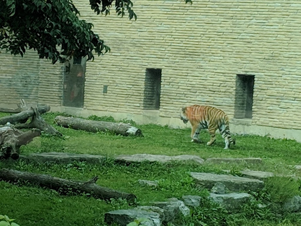 Tiger Exhibit at Buffalo Zoo | Buffalo, NY 14214, USA | Phone: (716) 837-3900