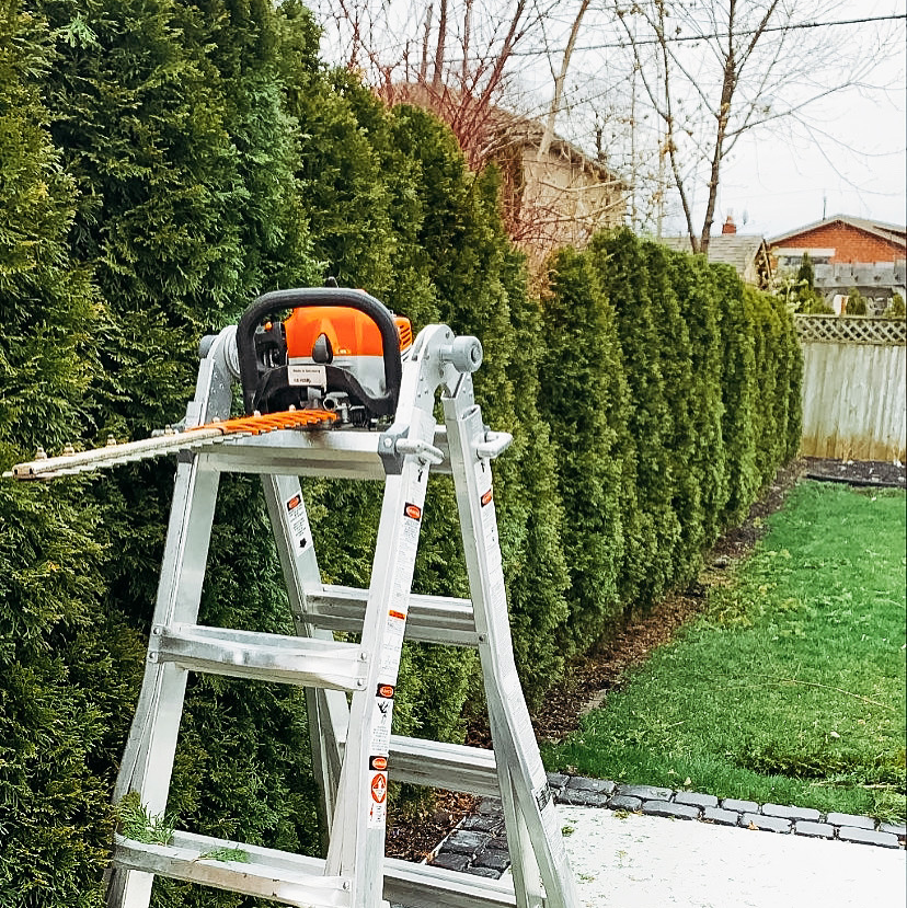 All Way Services/ Professional Tree Service Company | 466 The Kingsway, Etobicoke, ON M9A 3W4, Canada | Phone: (416) 907-2107