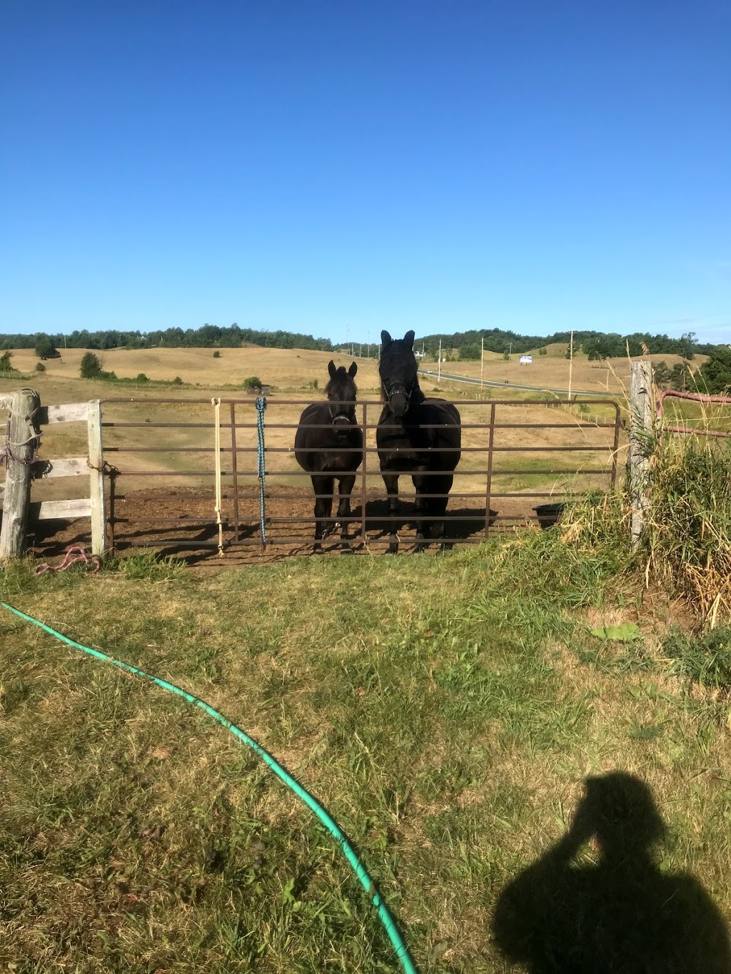 Dark Horse Acres equestrian farm | 507212 ON-89, Mono, ON L9V 1J2, Canada | Phone: (905) 716-7627