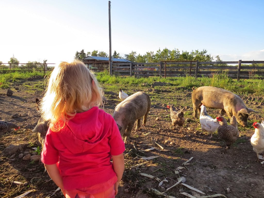 Eagle Creek Farms | 34530 Range Rd 14, Bowden, AB T0M 0K0, Canada | Phone: (403) 224-3995