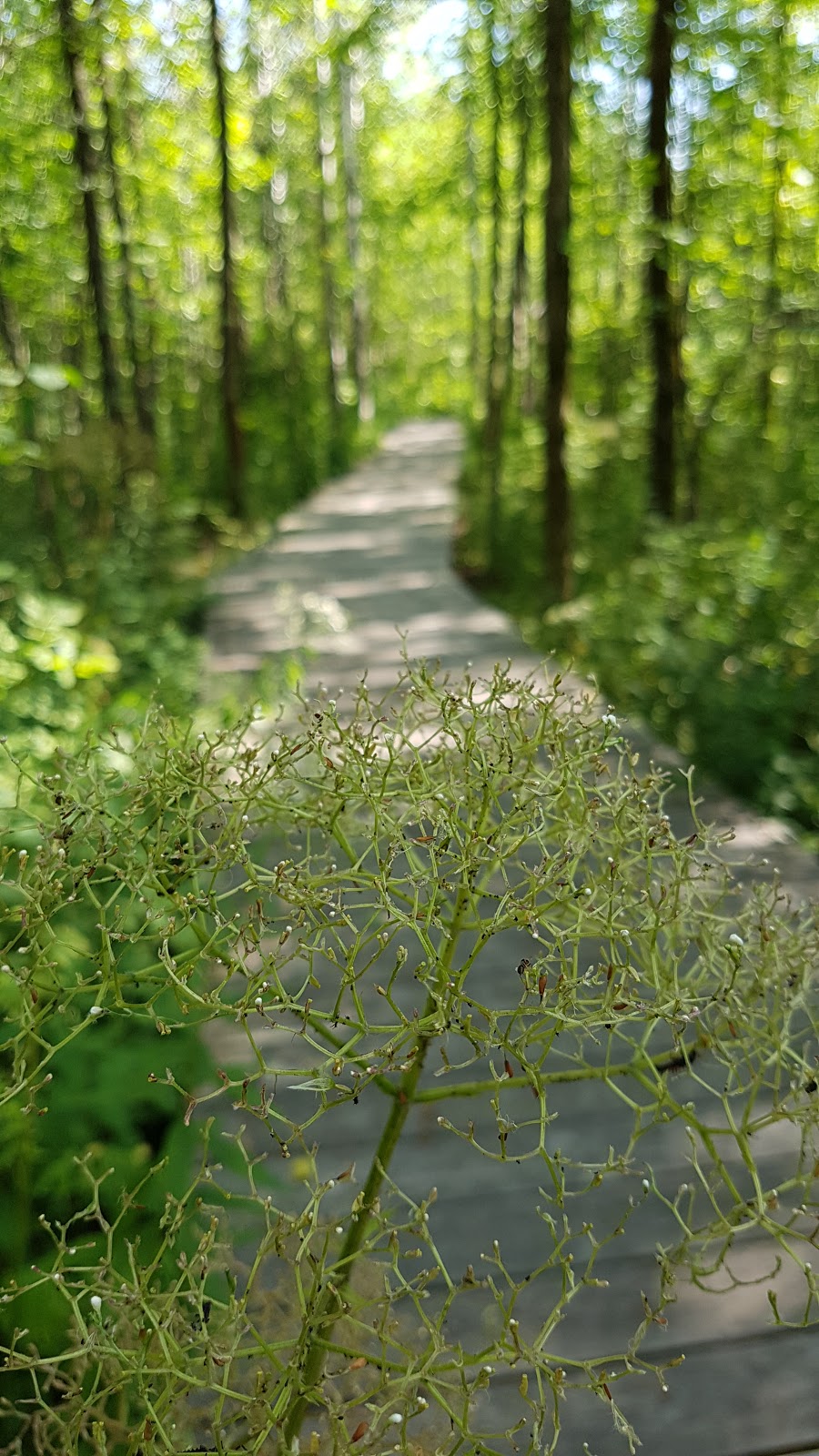 Réserve naturelle du Boisé-Du Tremblay | Rue J.-A.-Bombardier, Boucherville, QC J4B 8P1, Canada