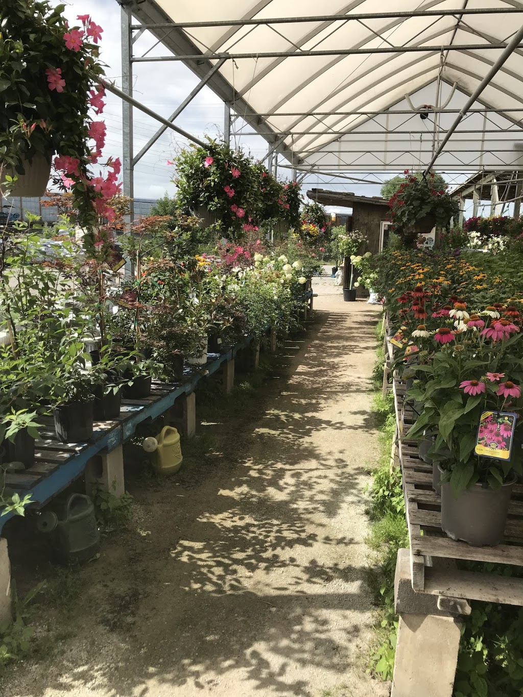 Peters Greenhouses Garden Centre | 9381 McLaughlin Rd N, Brampton, ON L6V 1A1, Canada | Phone: (905) 453-1364