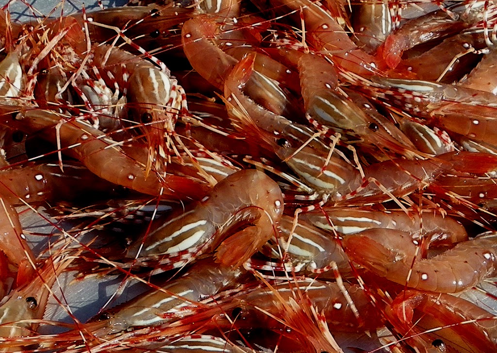 Pacific Prawn Fishermen’s Association | 2174 Sun Valley Dr, Nanaimo, BC V9T 6K6, Canada | Phone: (250) 802-3483