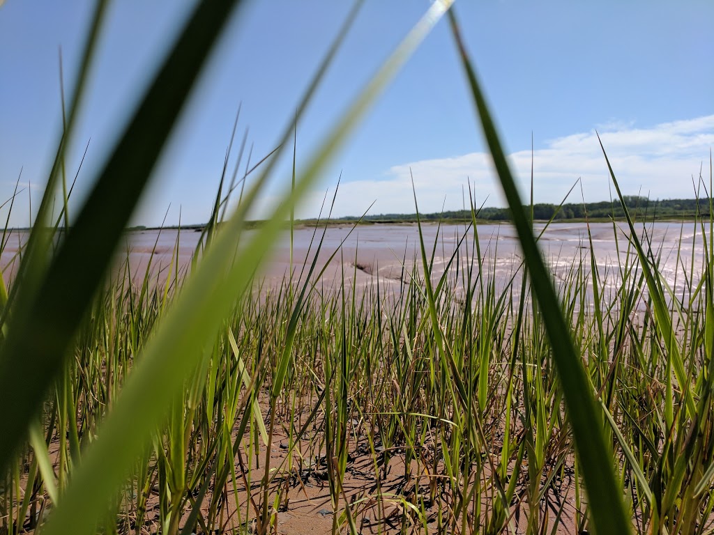 Beautiful Views At Low Tide | 38 Lighthouse Ln, Maitland, NS B0N 1T0, Canada