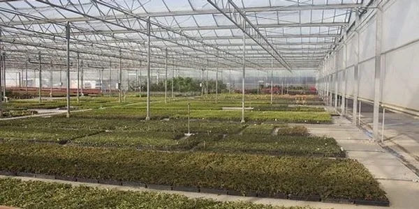 Plumeria Nursery | 7181 264 St, Langley Twp, BC V4W 1P8, Canada | Phone: (604) 615-0466