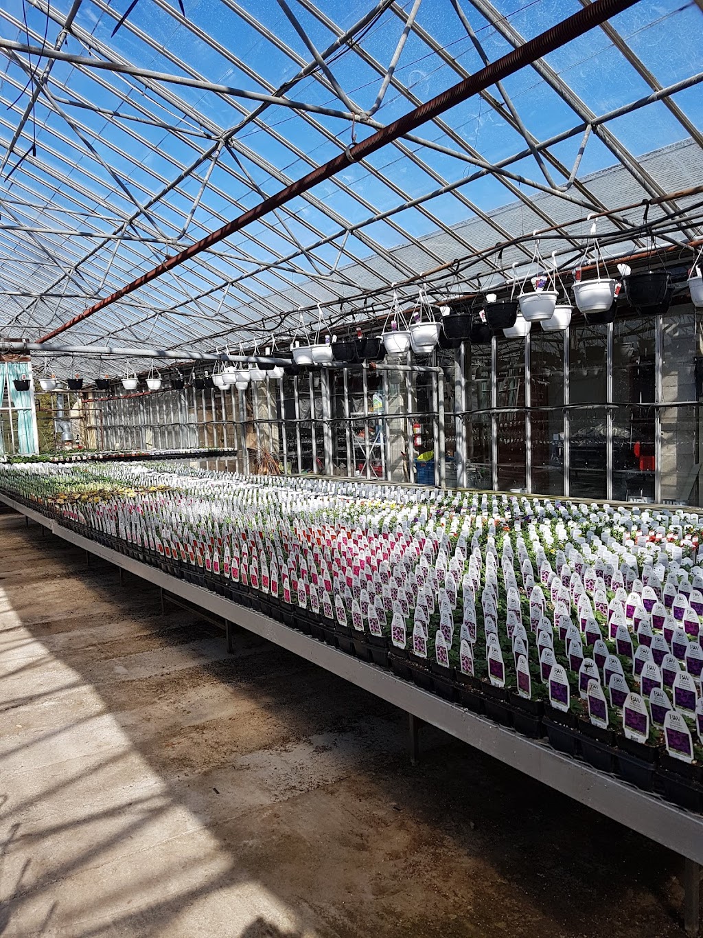 Vanvugt Greenhouses | West Shore Rd, Owen Sound, ON N4K 5N4, Canada | Phone: (519) 376-4537