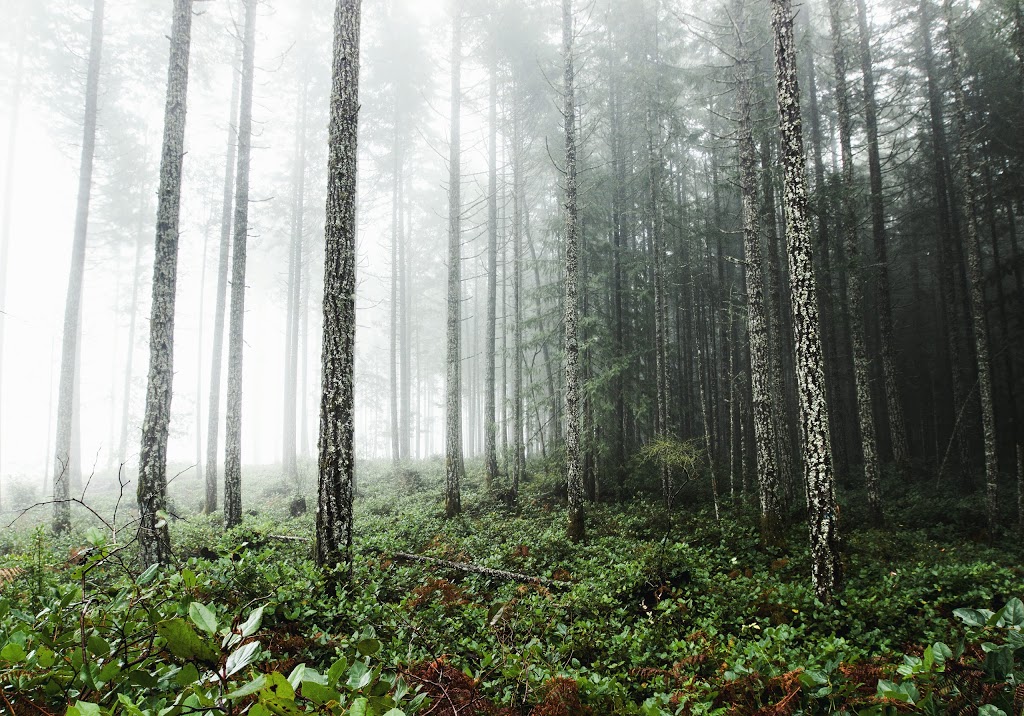 Benson Creek Falls Regional Park | Doumont Rd & Weigles Rd, Nanaimo, BC V9T 6H1, Canada | Phone: (250) 248-3252