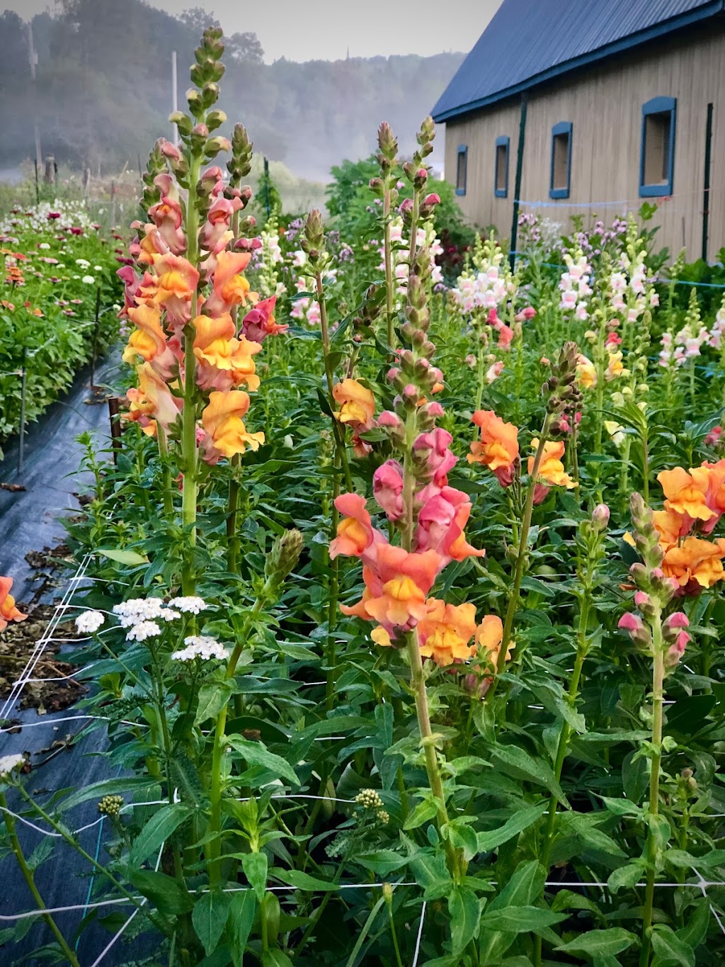 Un air dété, ferme florale | 3661 Rang Ste Anne, Saint-Félix-de-Valois, QC J0K 3C0, Canada | Phone: (450) 889-4263