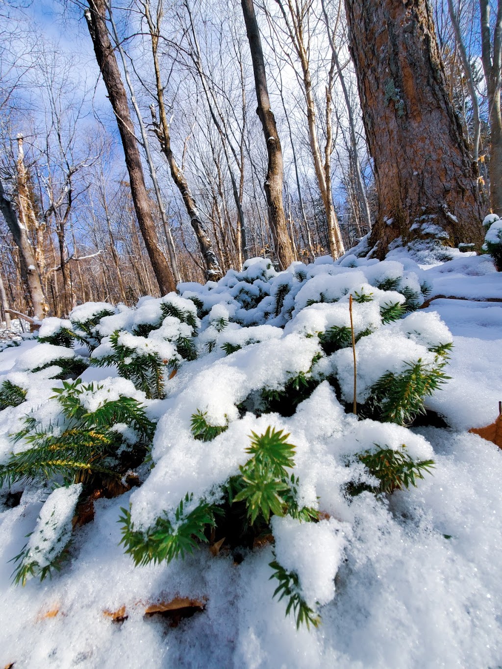 Centre DAcces A La Nature | 2424 Chemin du Lac Quenouille, Lac-Supérieur, QC J0T 1P0, Canada | Phone: (819) 688-3212