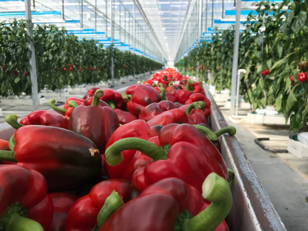 Twin Creeks Greenhouse Inc. | 8117 Zion Line, Watford, ON N0M 2S0, Canada | Phone: (519) 849-8117