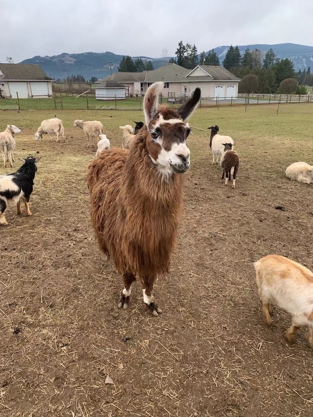 Misty Meadows Farm | 4805 Wilson Rd, Duncan, BC V9L 6L6, Canada | Phone: (778) 676-9666