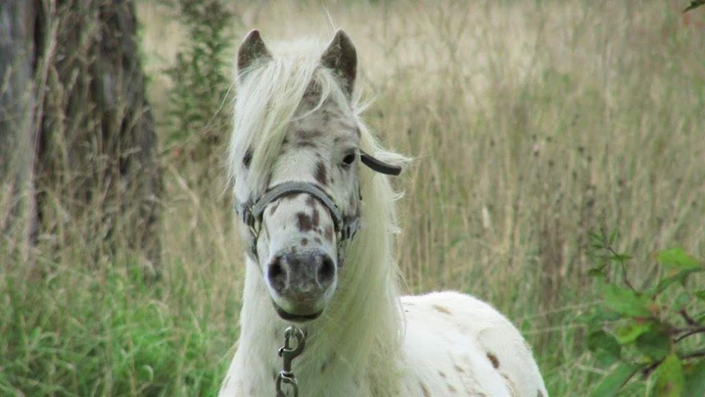 Mini Hearts Ranch | Port Lorne, NS B0S 1L0, Canada | Phone: (902) 309-0571