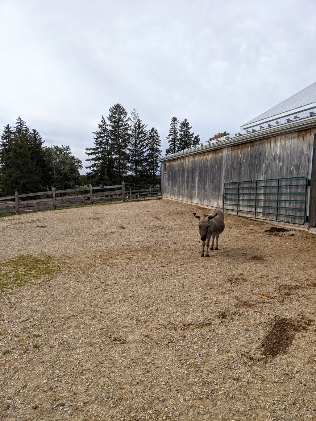 The Donkey Sanctuary of Canada | 6981 Conc. 4, Puslinch, ON N0B 2J0, Canada | Phone: (519) 836-1697