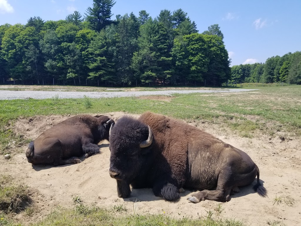 Parc Omega | 399 QC-323, Montebello, QC J0V 1L0, Canada | Phone: (819) 423-5487