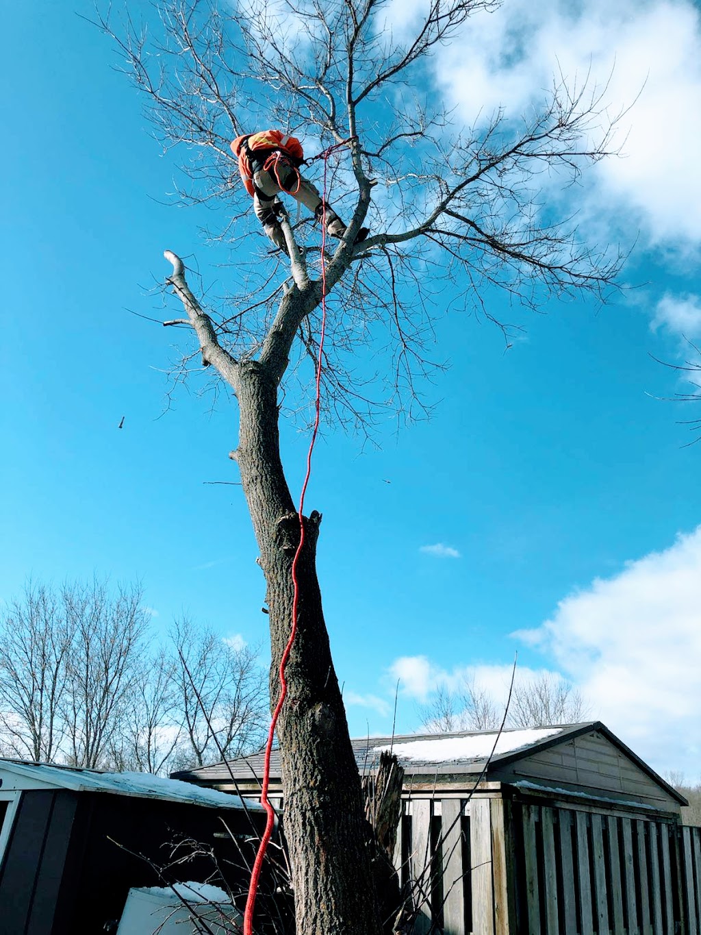 Gillespies Tree Service | 800 Trenton Frankford Rd, Trenton, ON K8V 5P6, Canada | Phone: (613) 827-3045