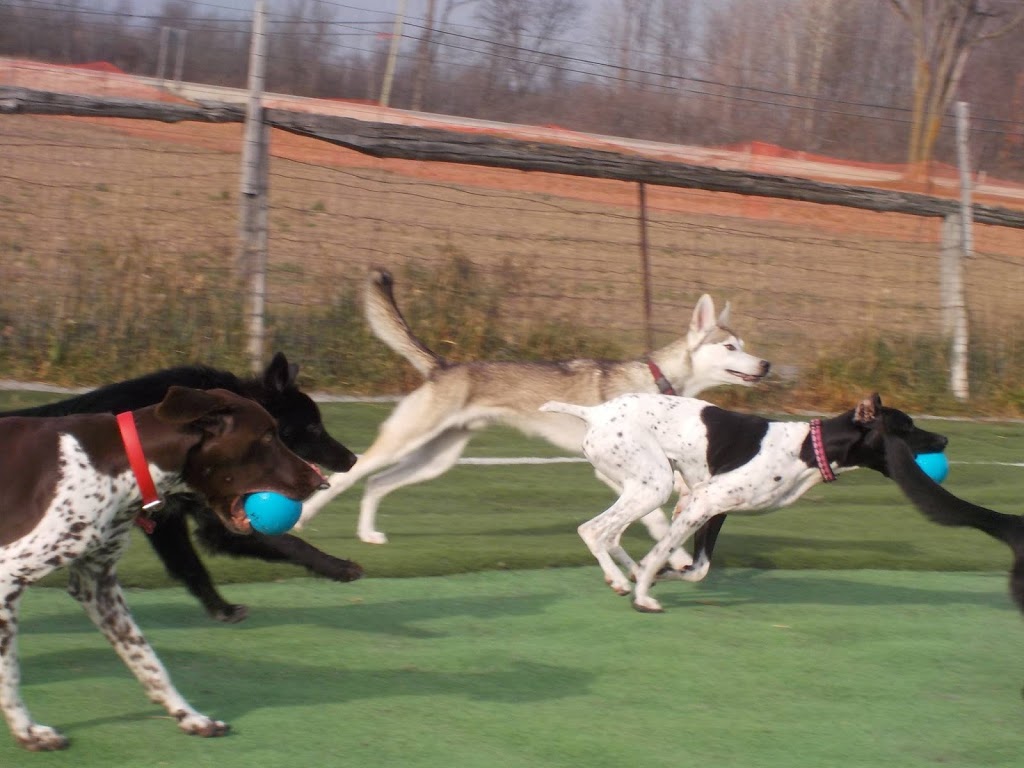 Waggs n Whiskers (Daycare-Kennel Free Boarding & Off-Leash Dog  | 11661 ON-7, Carleton Place, ON K7C 0C5, Canada | Phone: (613) 253-6369