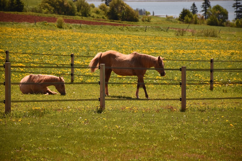 Caroline LeBlanc, Serene View Ranch | 174 Pickles Ln, Pickles lane, PE C1B 0P2 (mailing address PO Box 24076, Stratford, PE C1B 2V5, Canada | Phone: (902) 393-3829