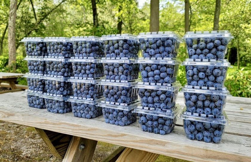 Blueberry farm | 4674 176 St, Surrey, BC V3S 0L5, Canada | Phone: (778) 869-8220