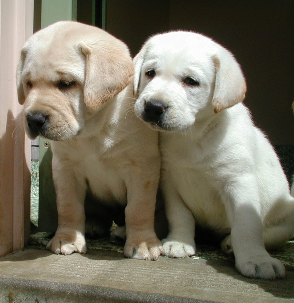 Canadian Friends of the Israel Guide Dog Center | 4600 Bathurst St #465, North York, ON M2R 3V3, Canada | Phone: (416) 577-3600