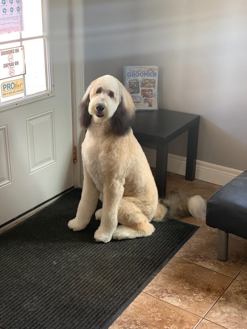 Diva Dog Pet Grooming | 4424 Victoria Rd S, Puslinch, ON N0B 2J0, Canada | Phone: (519) 821-0444