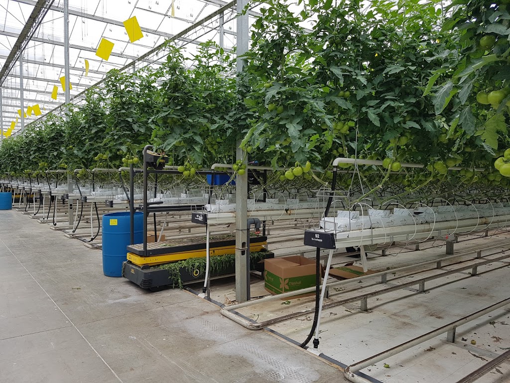 The Leamington Grower Greenhouse Vegetable News | 1634 Seacliff Dr, Kingsville, ON N9Y 2M6, Canada | Phone: (519) 322-1072