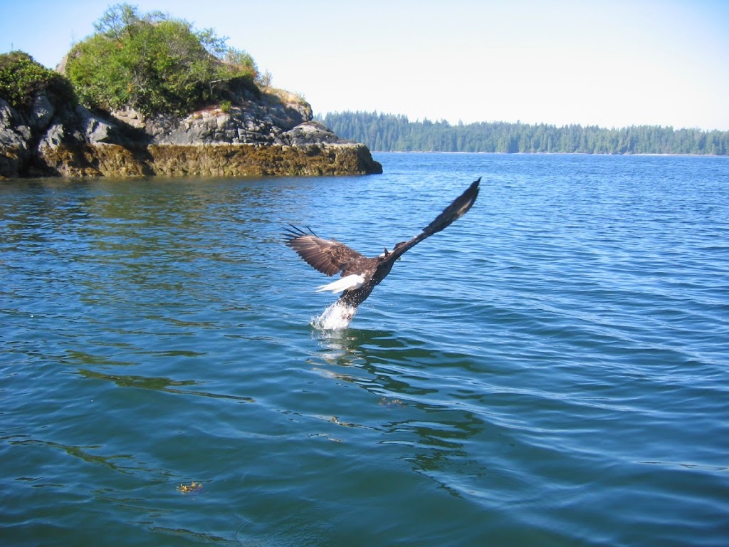 Eagle Nook Resort | Vernon Bay; Barkley Sound Tofino, BC, Tofino, BC V9Y 7M9, Canada | Phone: (604) 357-3361