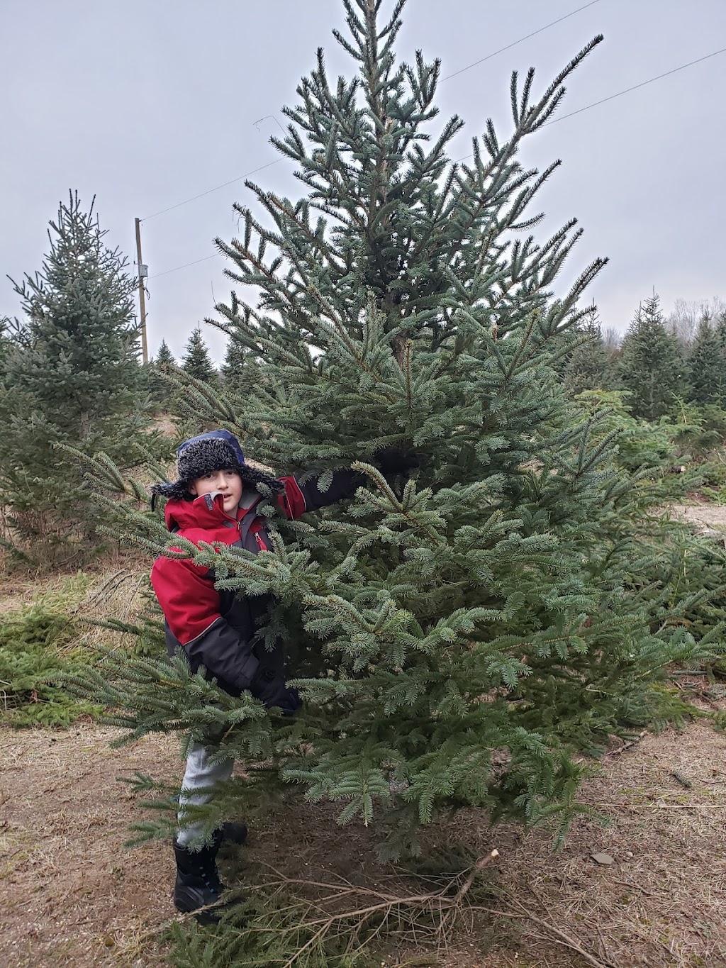 Fandango Christmas Tree Farm | 954208 7 Line EHS, Orangeville, ON L9W 6E9, Canada | Phone: (416) 970-5473