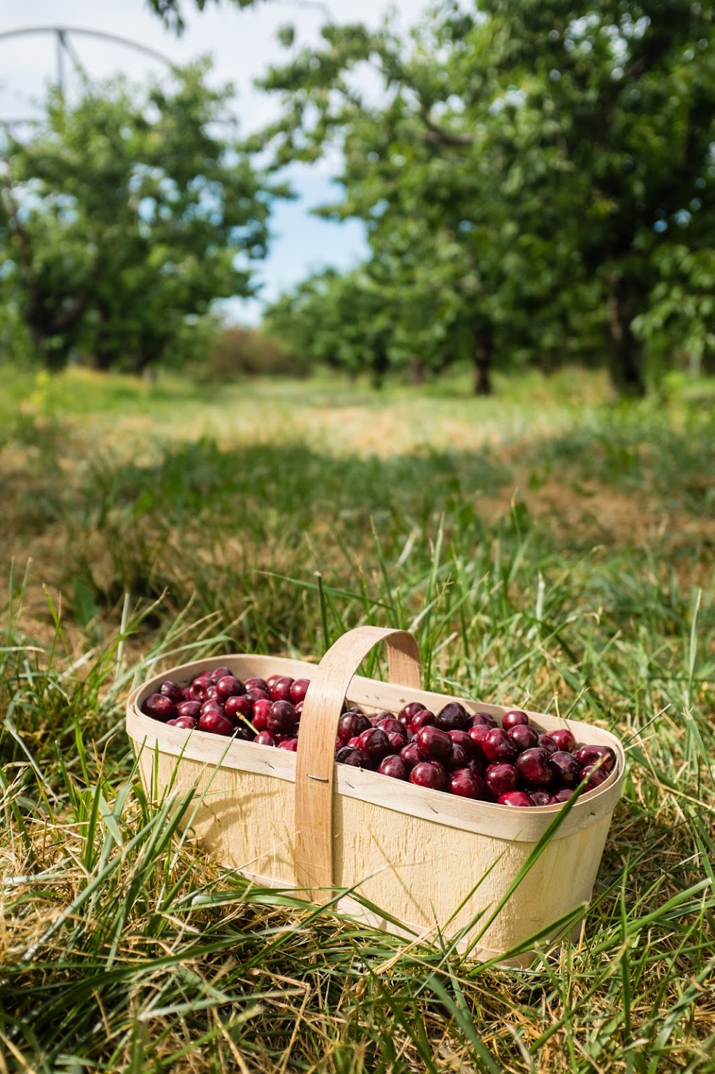 20 Valley Harvest Farms (Only Open In July) | 4235 Fifteenth St, Jordan Station, ON L0R 1S0, Canada | Phone: (905) 562-5272