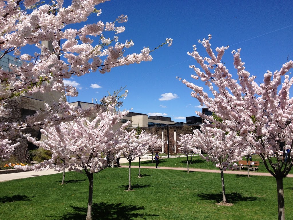 The Sakura Grove | 1265 Miitary Trail, Scarborough, ON M1C 1A4, Canada