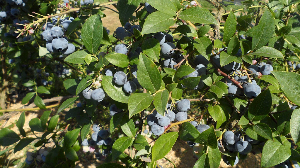 Jay’s Blueberry Farm | 21902 Telegraph Trail, Langley City, BC V1M 3S6, Canada | Phone: (604) 783-1799