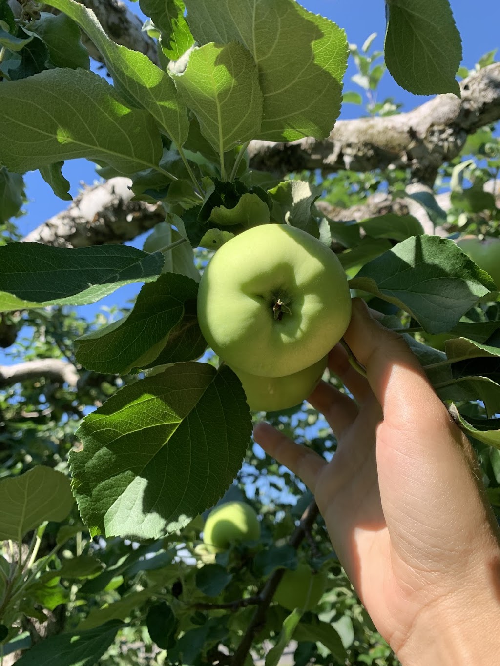 Verger Heath Orchard | 4950 Chem. Heath, Stanstead, QC J0B 3E0, Canada | Phone: (819) 876-2817