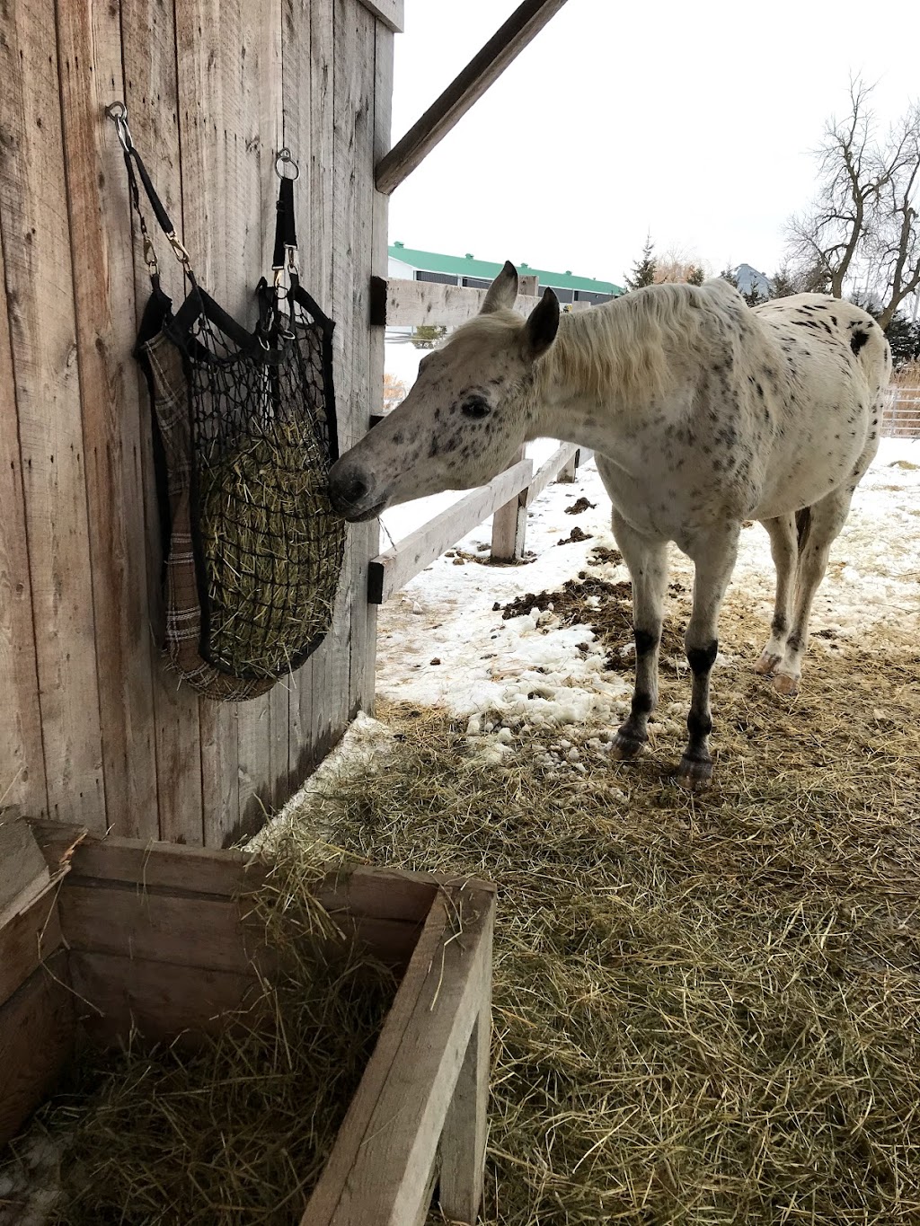 Les Délices Campagnards - Produits du terroir | 1007 Rang Salvail S, La Présentation, QC J0H 1B0, Canada | Phone: (450) 796-4693