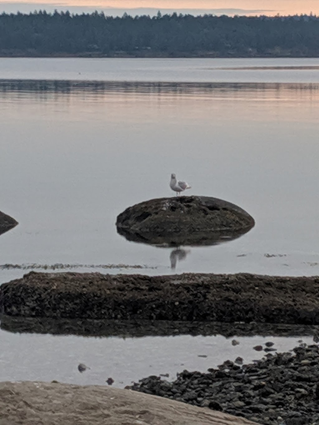 Canadian Pacific Algae | 3145 Headland Rd, Nanaimo, BC V9X 1N8, Canada | Phone: (250) 722-0219