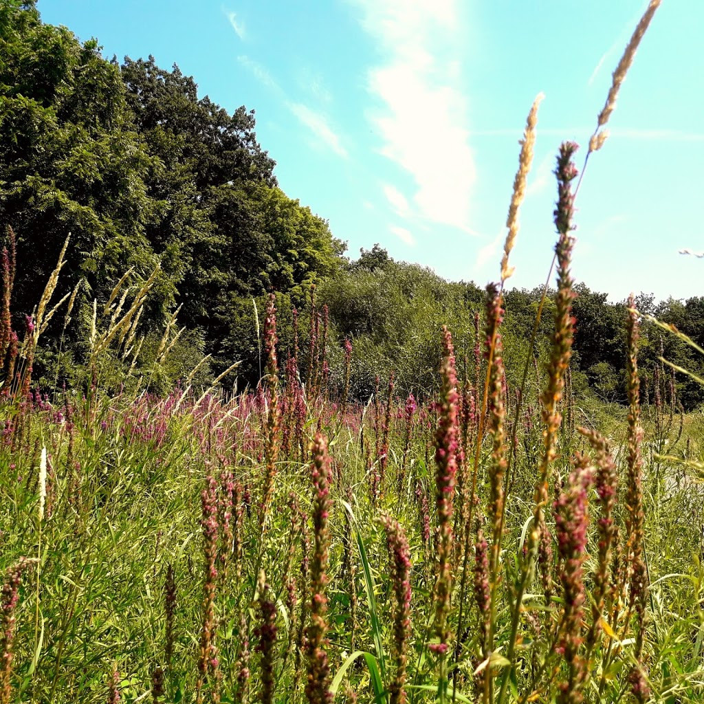 Etobicoke Creek Trail (Eglinton Entrance) | Unnamed Road, Etobicoke, ON M9C 5A5, Canada