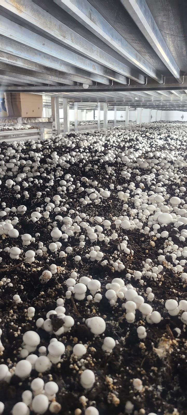 Brantford Mushroom Farm | 1744 Colborne St E, Brantford, ON N3T 5L4, Canada | Phone: (519) 756-6112