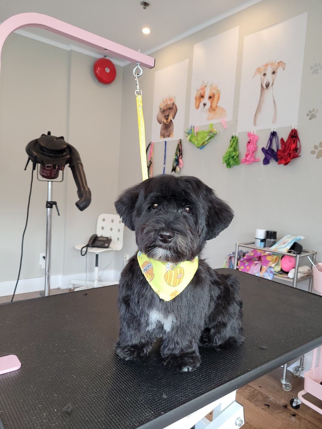 Pets Heaven Grooming | 6650 Royal Ave, West Vancouver, BC V7W 2B8, Canada | Phone: (604) 281-1101