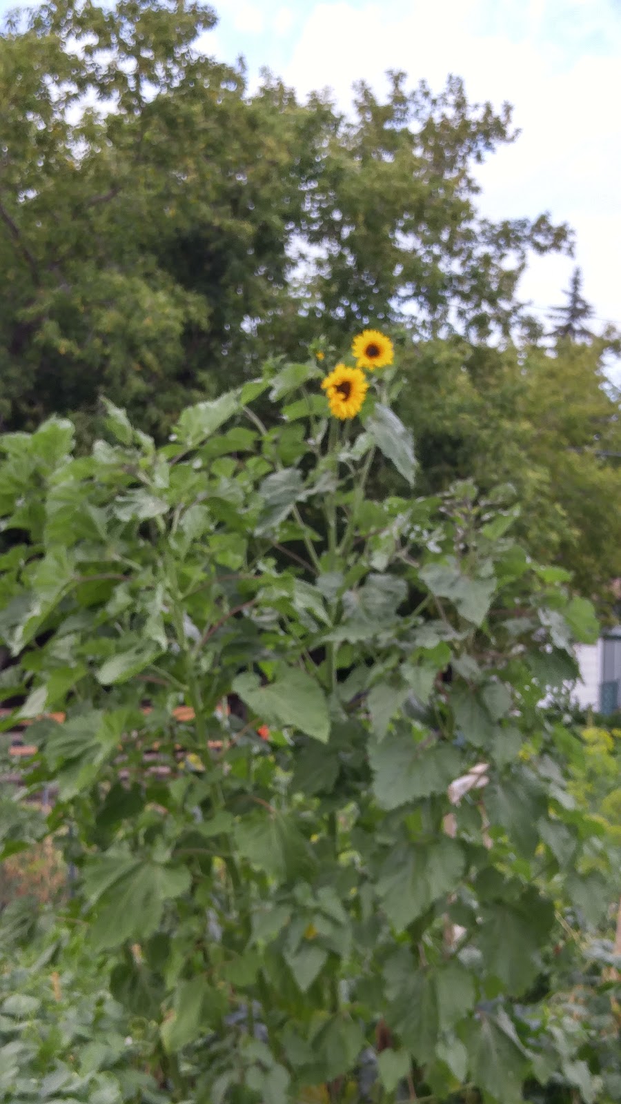 Grow Regina Community Garden | 3500 Queen St, Regina, SK S4S 7K4, Canada