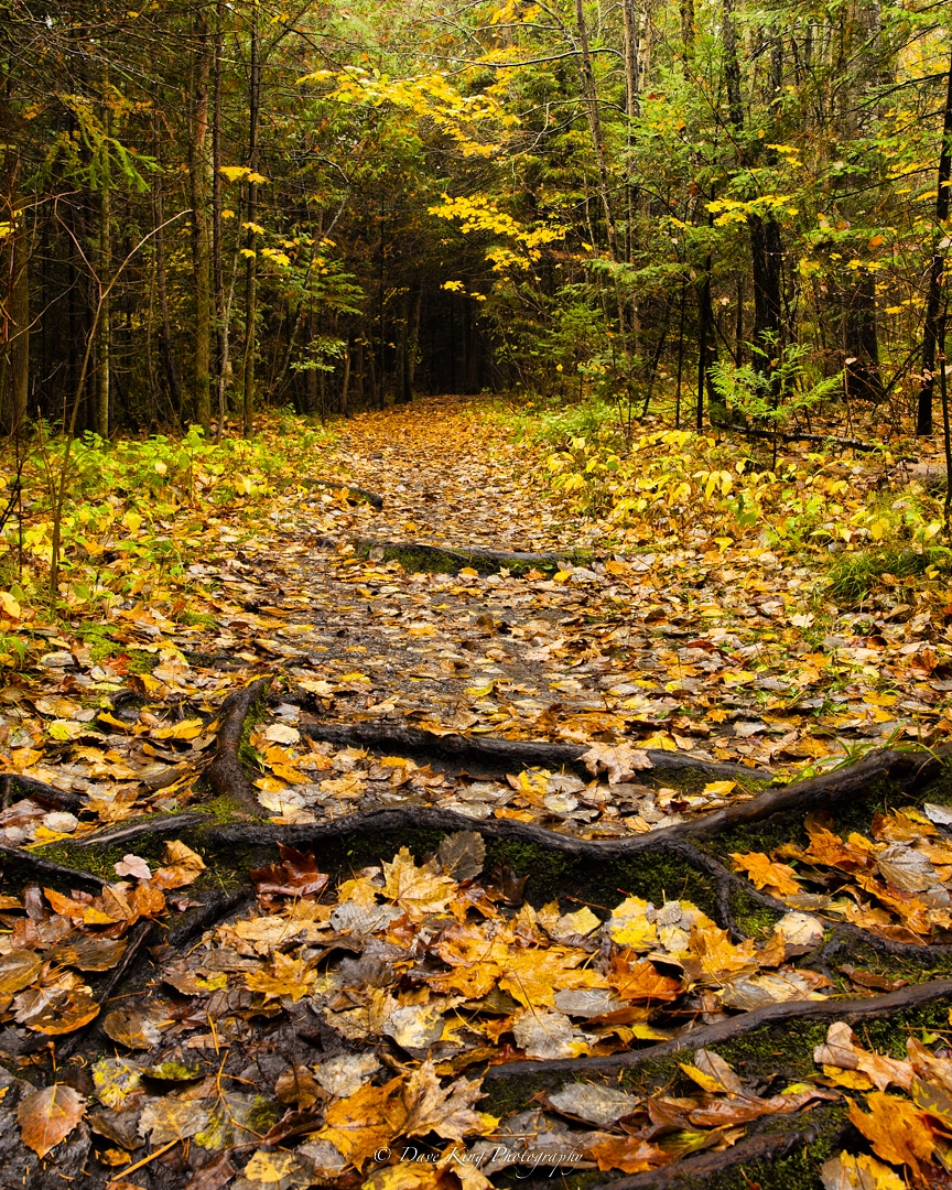 Emily Tract | Peace Rd, Omemee, ON K0L 2W0, Canada