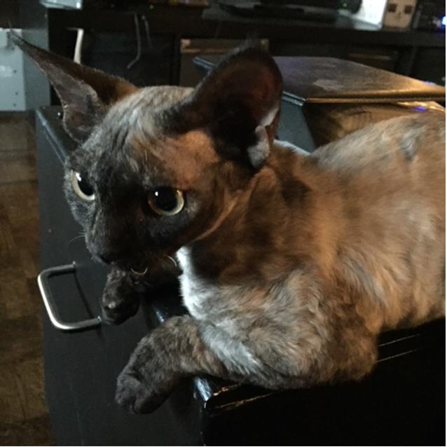 CURLY PRIDE Devon Rex Cattery (Toronto, ON) | 35 Cedarcroft Blvd, North York, ON M2R 2Z4, Canada