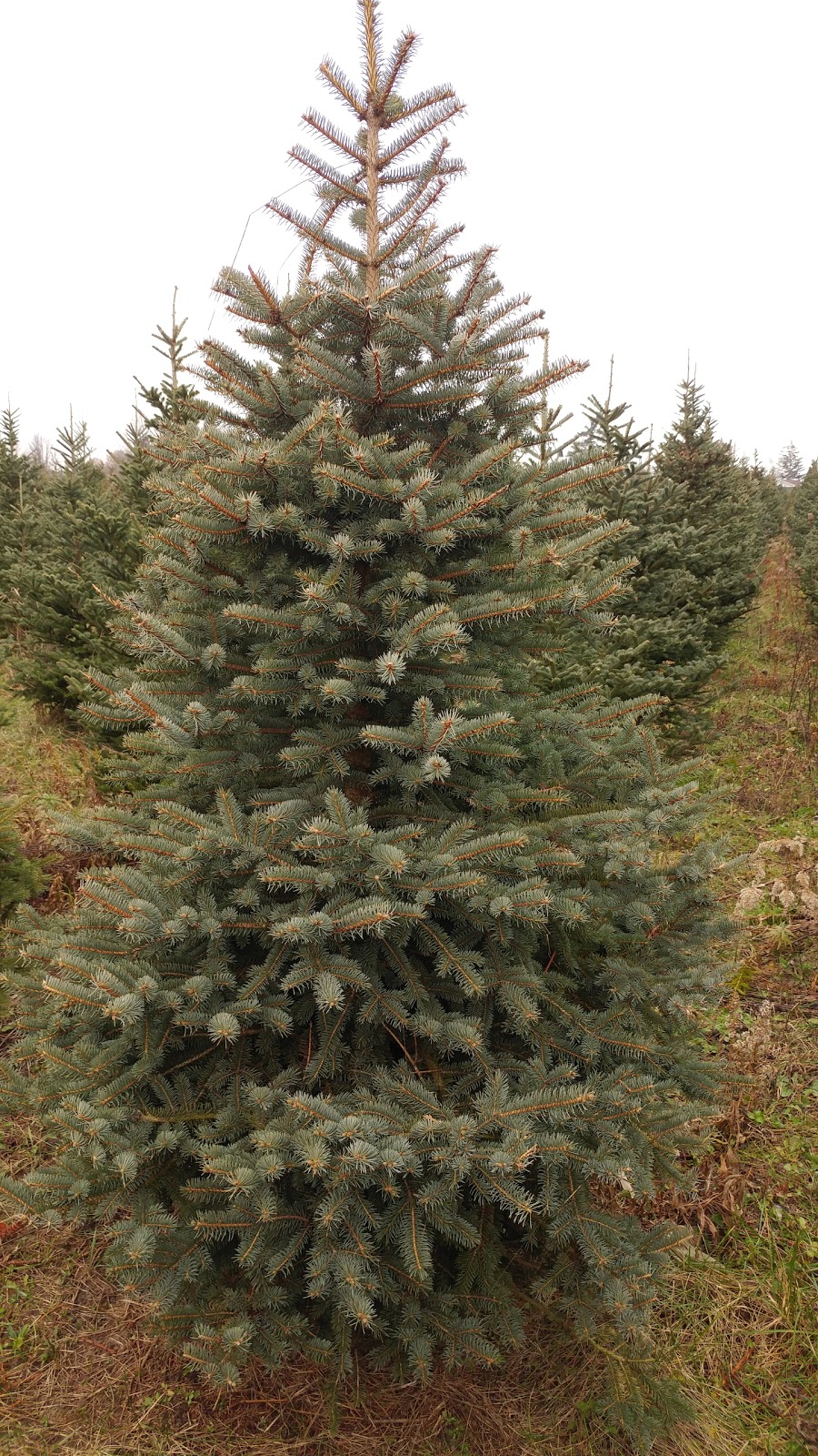 Dunns Tree Farm | 533 Main St E, Otterville, ON N0J 1R0, Canada | Phone: (519) 688-0407