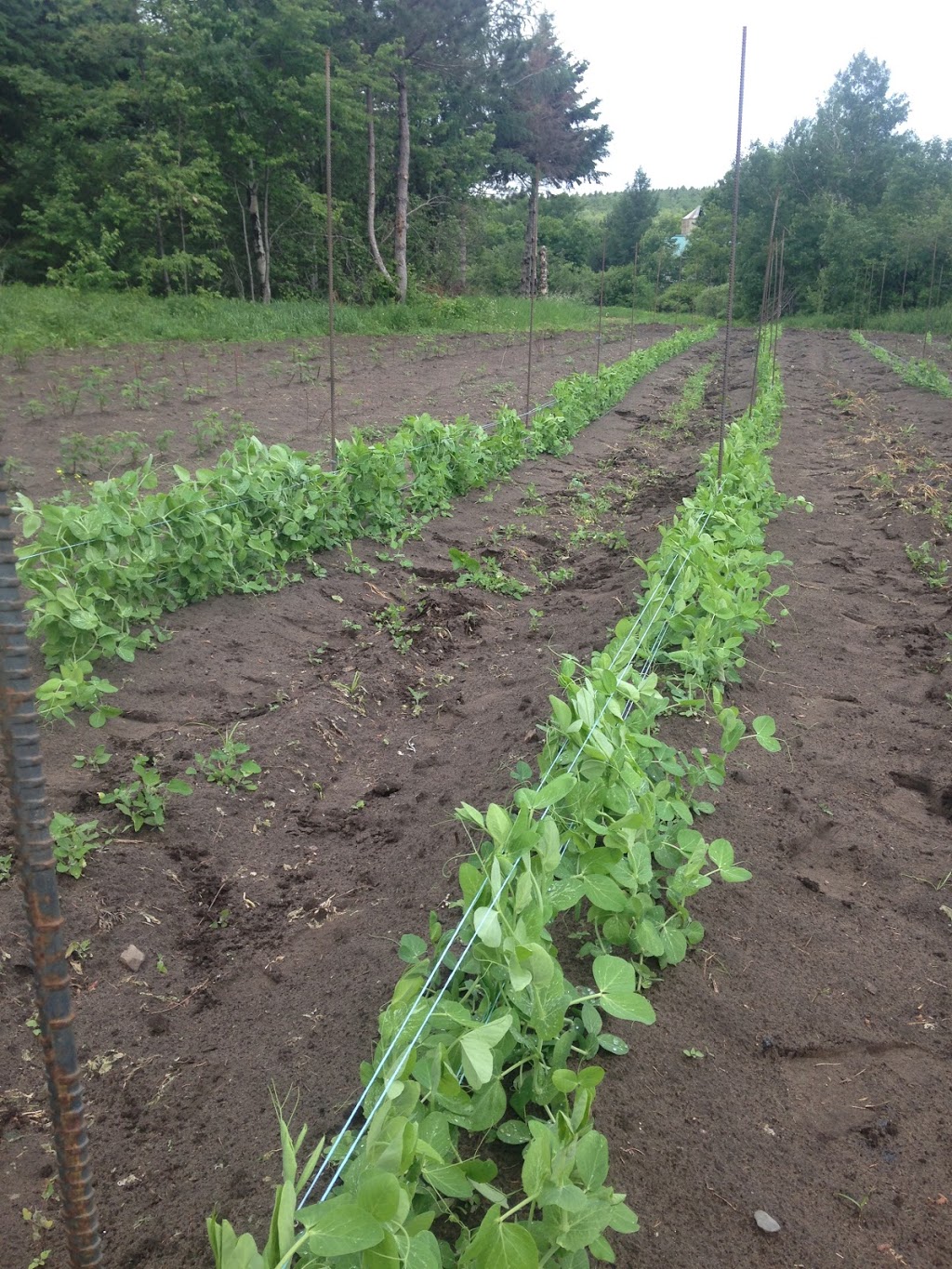 La ferme des bons bons légumes bio | 456-552 Route Sir Wilfrid Laurier, Mirabel, QC J7N 3A4, Canada