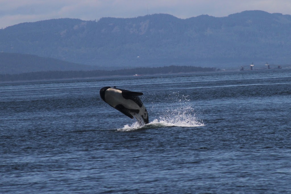 Sidney Whale Watching | 2537 Beacon Ave, Sidney, BC V8L 1Y2, Canada | Phone: (250) 656-7599