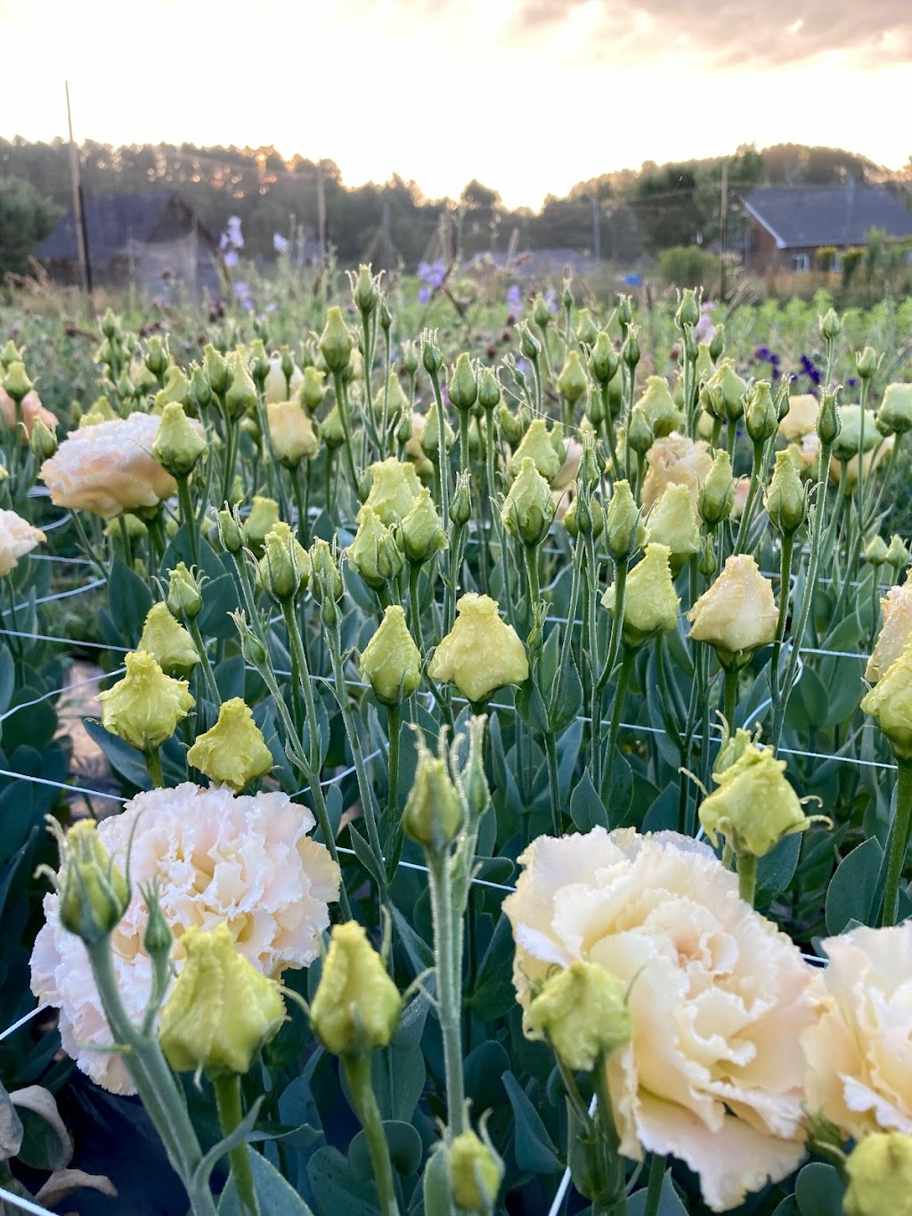 INDIGO RAIN FLOWER FARM | 725 N Mary Lake Rd, Huntsville, ON P1H 1S4, Canada | Phone: (705) 571-6674