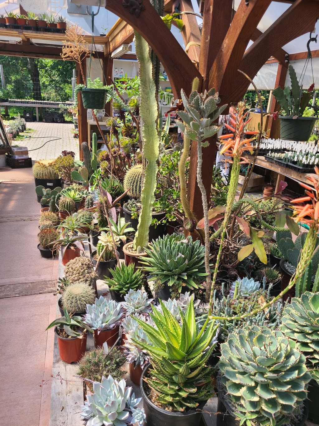 Valley Succulents | 2210 Anderton Rd, Comox, BC V9M 4B2, Canada | Phone: (250) 465-1338