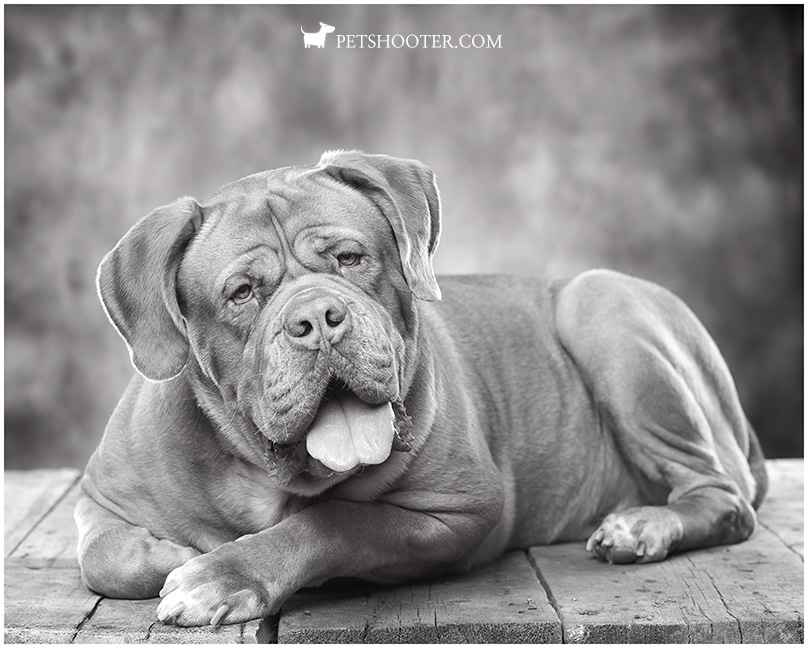 VALLEY MASTIFF RESCUE | 370 Chem. Cléo-Fournier, Duclos, QC J0X 1S0, Canada | Phone: (819) 661-4726