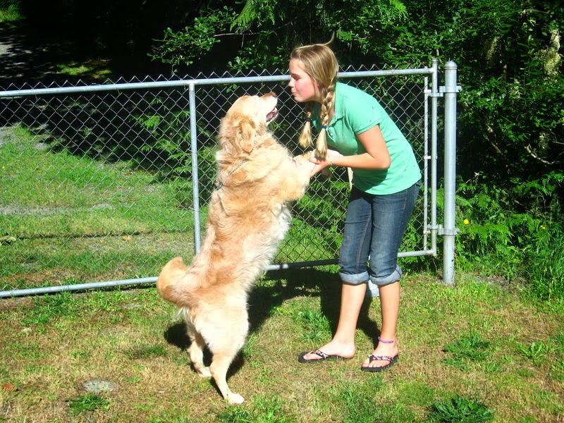 Dogwood Boarding Kennels | 1830 Millstream Rd, Victoria, BC V9B 6E3, Canada | Phone: (250) 478-0073