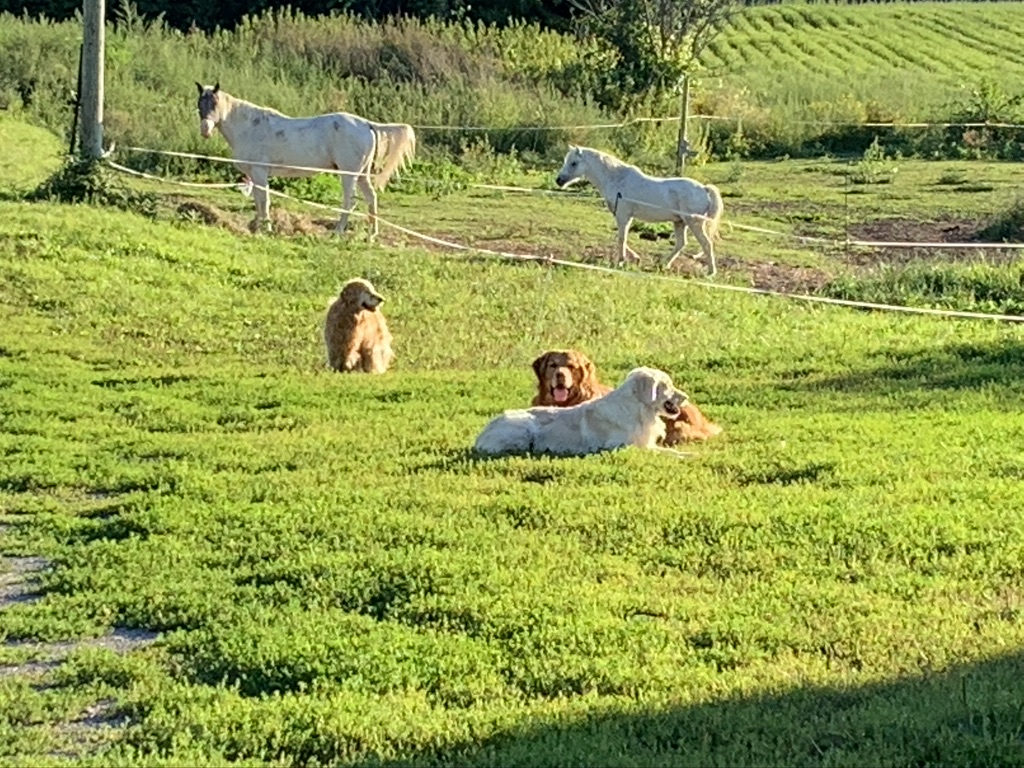 Élevage Canopy Golden Retrievers | 84 La Petite Ligne, Saint-Alexis, QC J0K 1T0, Canada | Phone: (450) 750-6626