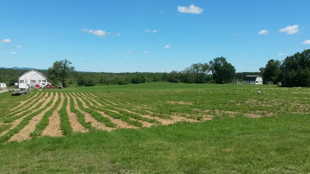 Ferme Les 3 Pouces Verts | 525 Chemin Chute, Cookshire-Eaton, QC J0B 1M0, Canada | Phone: (819) 919-1510